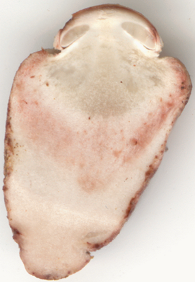 Amanita rubescens ainda em 'bot�o'